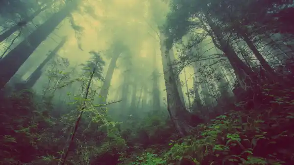4k丛林壁纸-树 - 森林-植物「哲风壁纸」