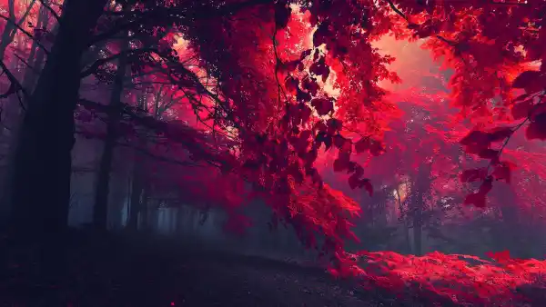 2k景观壁纸-树 - 树叶-森林「哲风壁纸」