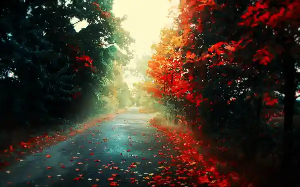 3k景观壁纸-树 - 路-树叶「哲风壁纸」
