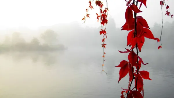 2k树叶壁纸-水 - 湖-植物「哲风壁纸」