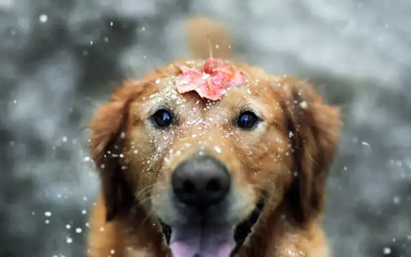 2k动物壁纸-狗 - 雪-户外「哲风壁纸」