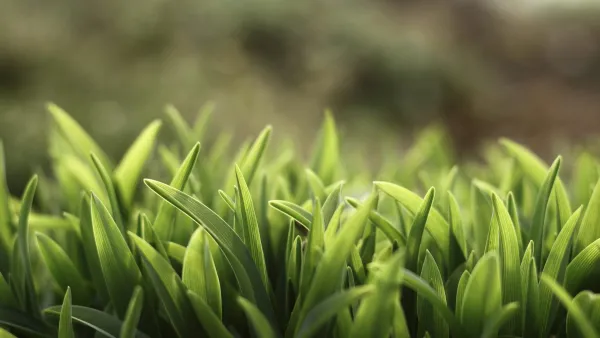 5k春天壁纸-树叶 - 植物-自然「哲风壁纸」