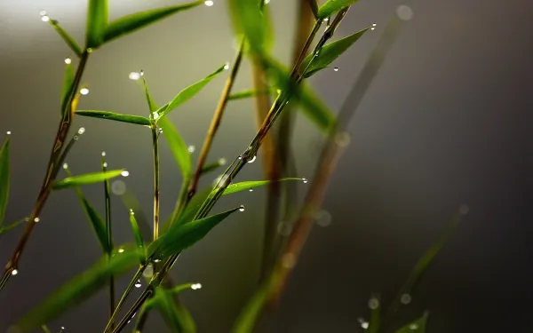 2k树叶壁纸-宏 - 植物-模糊「哲风壁纸」
