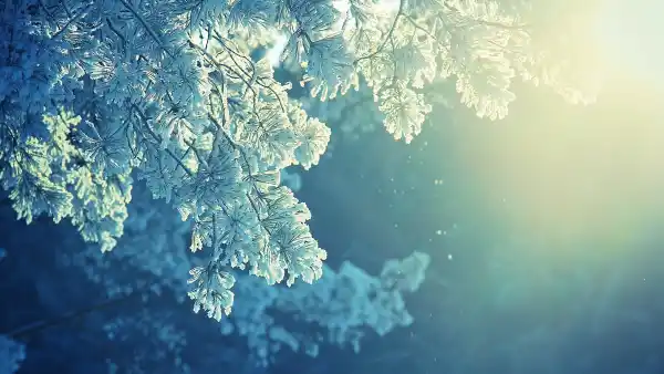 2k冬天壁纸-冰 - 树-雪「哲风壁纸」