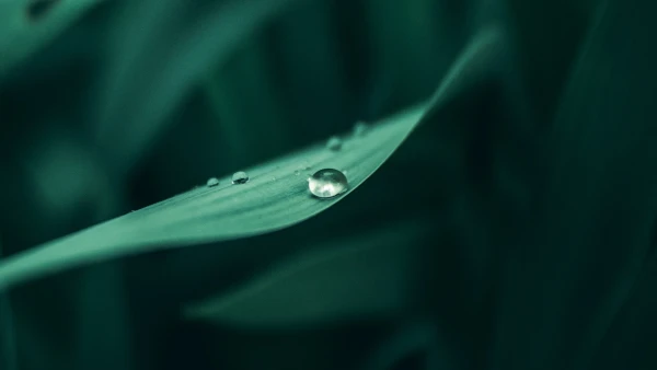 2k景深壁纸-宏 - 树叶-植物「哲风壁纸」