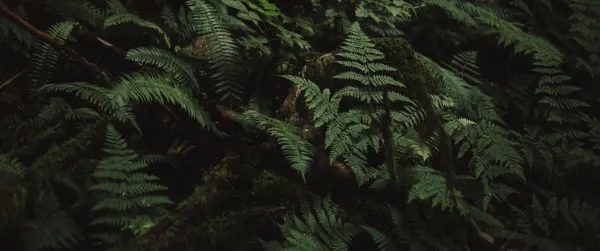 5k树叶壁纸-森林 - 植物-特写「哲风壁纸」