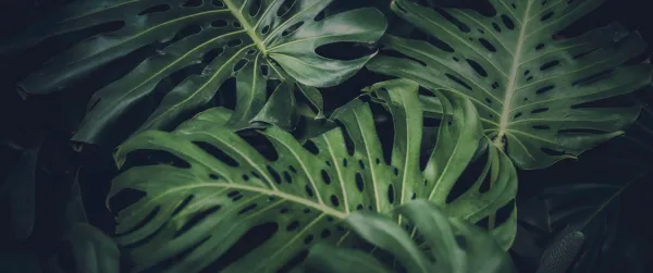 5k树叶壁纸-植物 - 特写-自然「哲风壁纸」