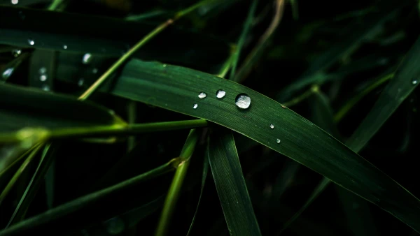 6k广角壁纸-宏 - 草-摄影「哲风壁纸」