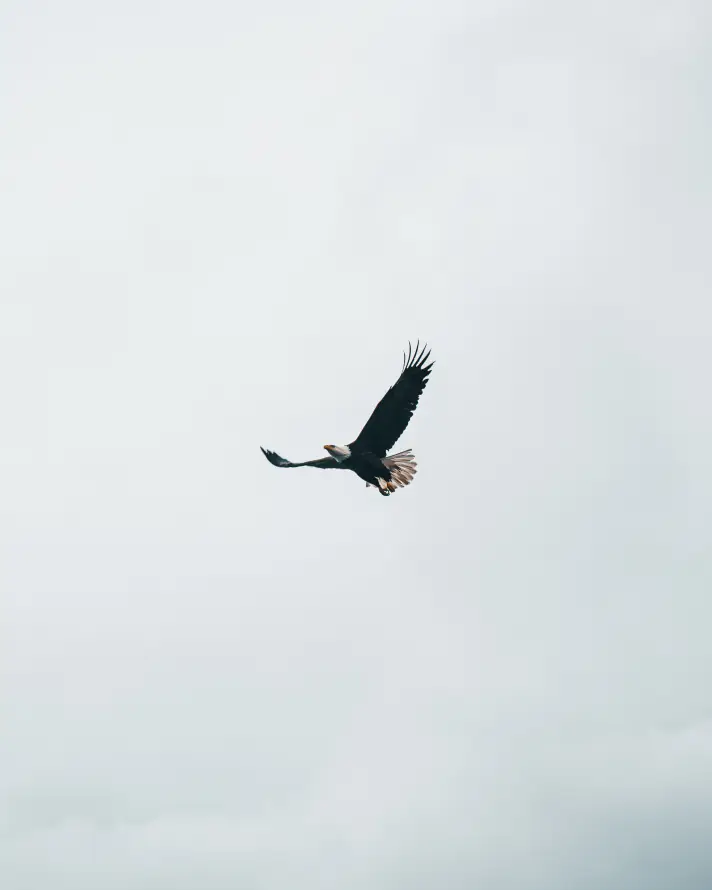 4k企鹅壁纸 - 鸟 - 天空 - 旋律「哲风壁纸」