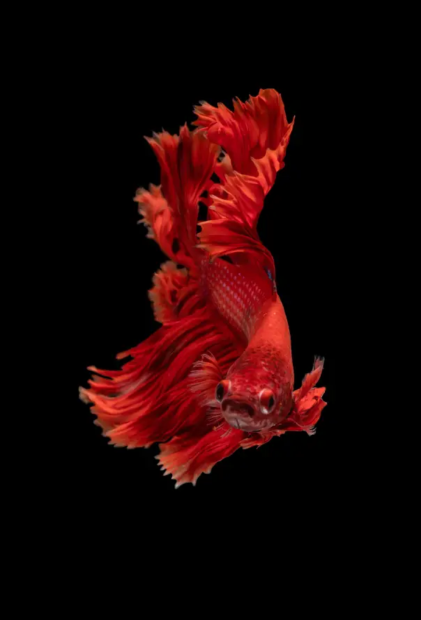4k肌肉壁纸 - 艺术 - 鲨鱼 - 水族馆「哲风壁纸」