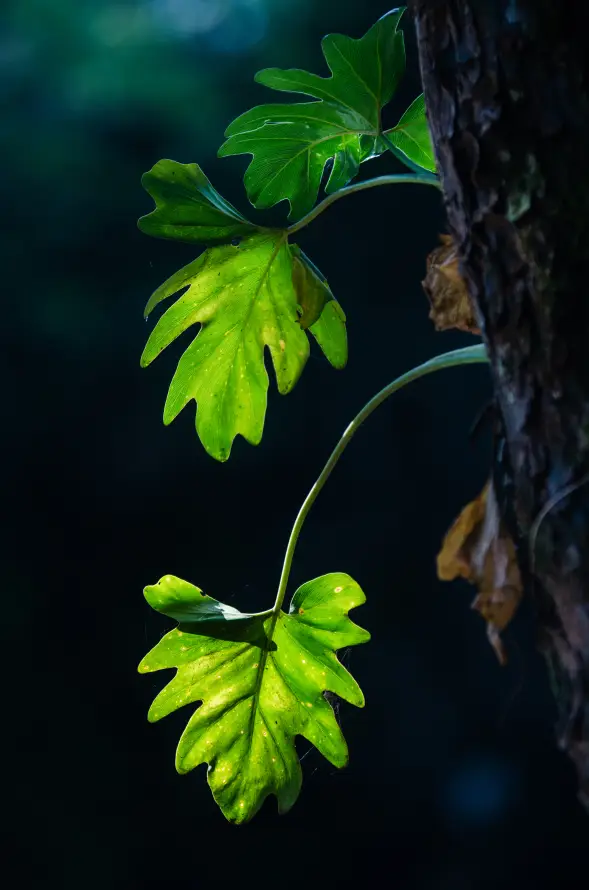 4k工厂壁纸 - 树枝 - 植物干 - 绿色的「哲风壁纸」
