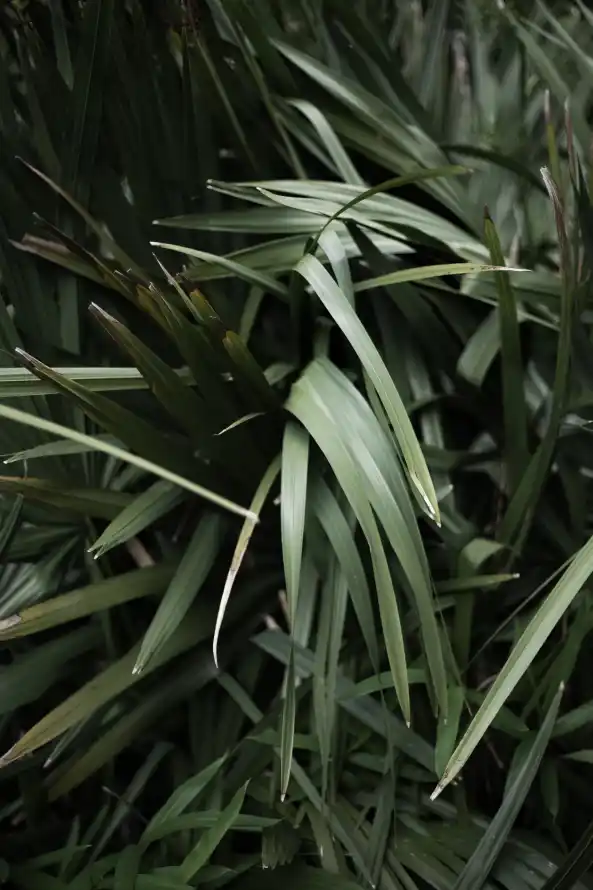 4k工厂壁纸 - 草 - 棕榈树 - 植物干「哲风壁纸」