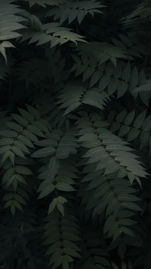 4k性质壁纸 - 植被 - 木本植物 - 蕨类植物「哲风壁纸」