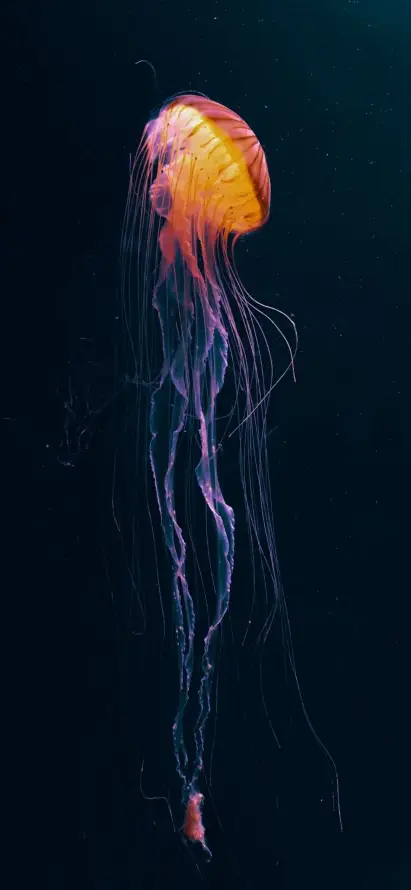4k水下壁纸 - 水母 - 生物发光 - 电蓝色的「哲风壁纸」
