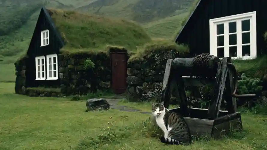 2k冰岛壁纸-猫 - 孤独的小屋-免费下载「哲风壁纸」
