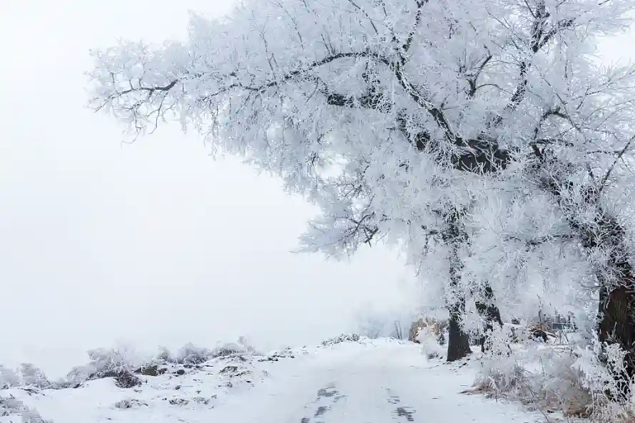 4k雾凇壁纸 - 积雪森林 - 雪天森林 - 冬天的吉林「哲风壁纸」 4k雾凇壁纸 - 积雪森林 - 雪天森林 - 冬天的吉林「哲风壁纸」