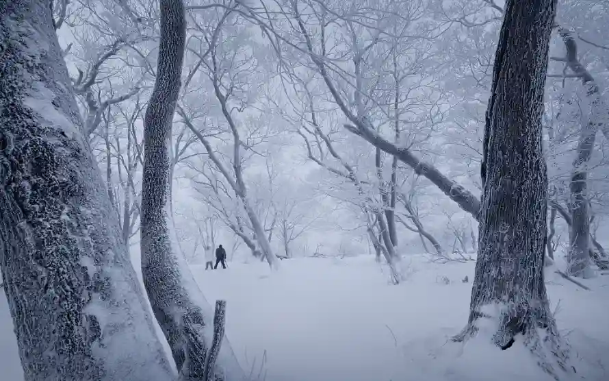 1k雾凇壁纸-积雪森林 - 雪天森林-冬季的吉林「哲风壁纸」