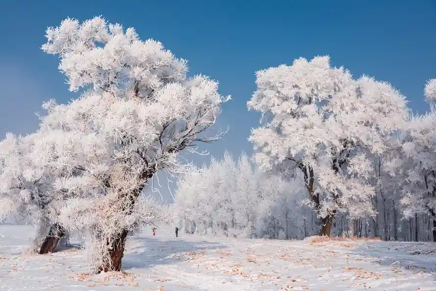 1k森林壁纸-积雪 - 蓝天-雾凇「哲风壁纸」
