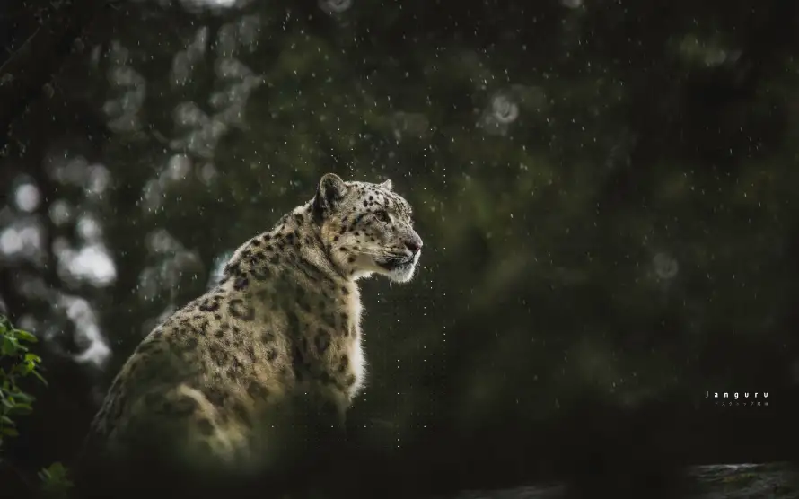 4k壁纸 - 豹 - 雨 - wallpaper「哲风壁纸」 4k壁纸 - 豹 - 雨 - wallpaper「哲风壁纸」