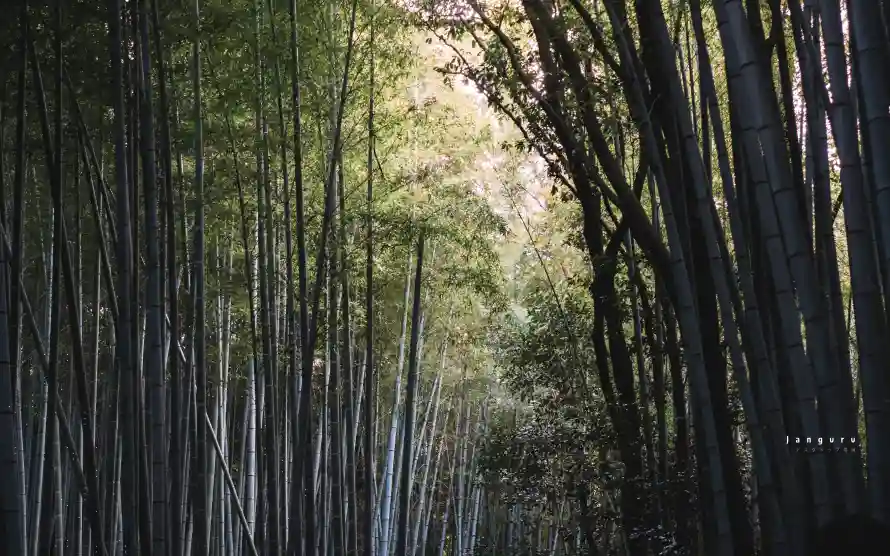 4k壁纸 - 竹 - 绿 - wallpaper「哲风壁纸」