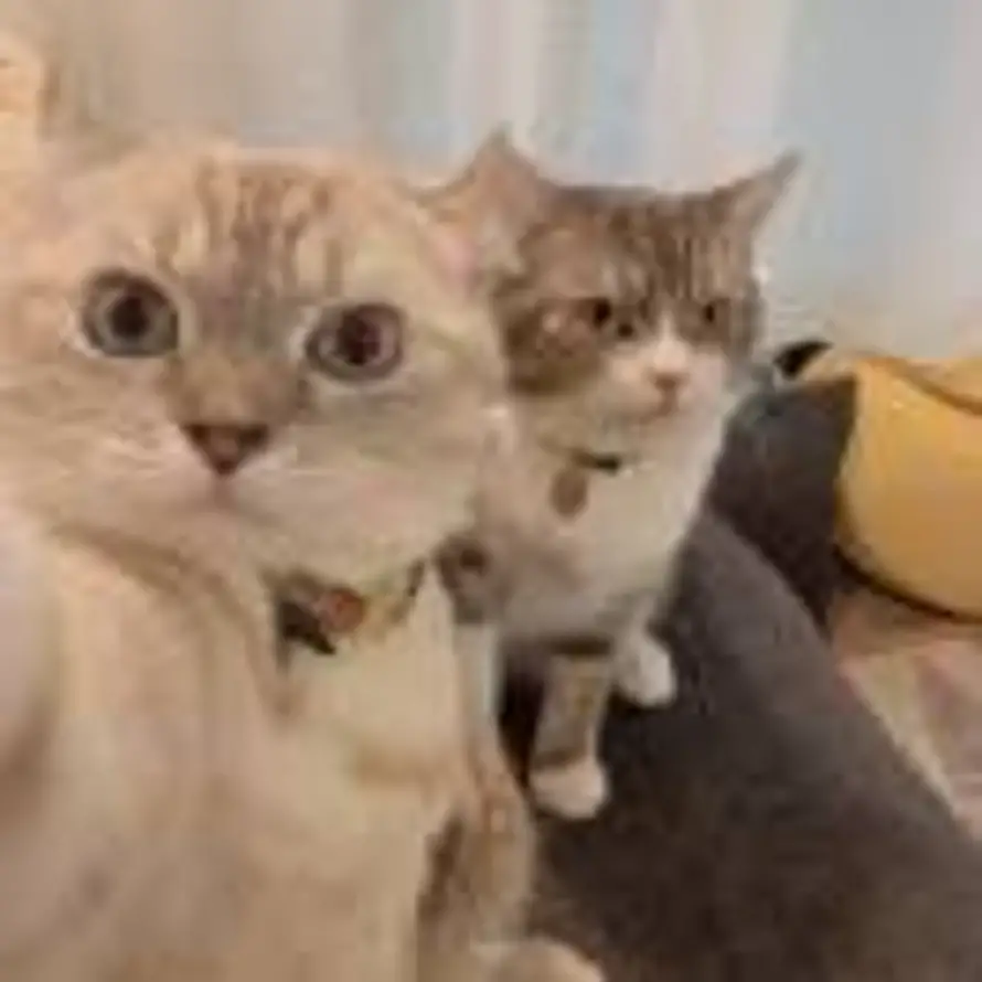 (๑･ . ･๑)的头像