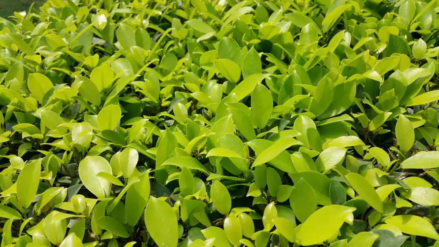 5k绿草壁纸-草丛 - 阳光照料-免费下载「哲风壁纸」