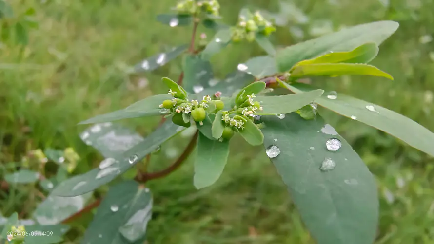 4k植物壁纸-绿色 - 桌面-免费下载「哲风壁纸」