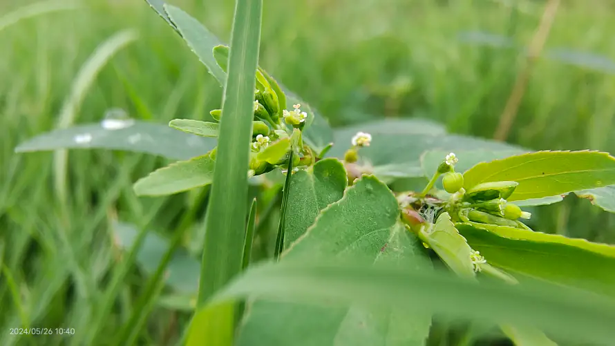 4k植物壁纸-绿色 - 桌面-免费下载「哲风壁纸」