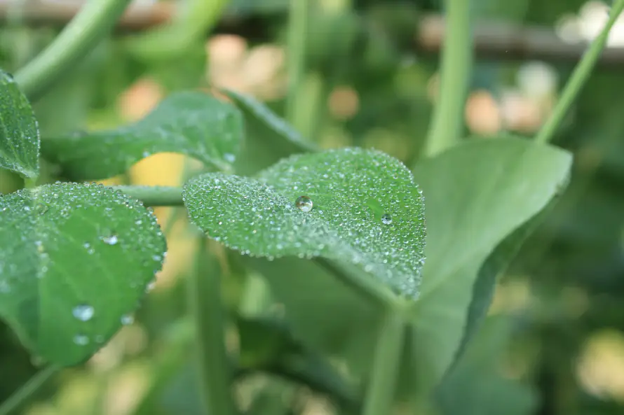 5k植物壁纸-绿色 - 桌面-免费下载「哲风壁纸」