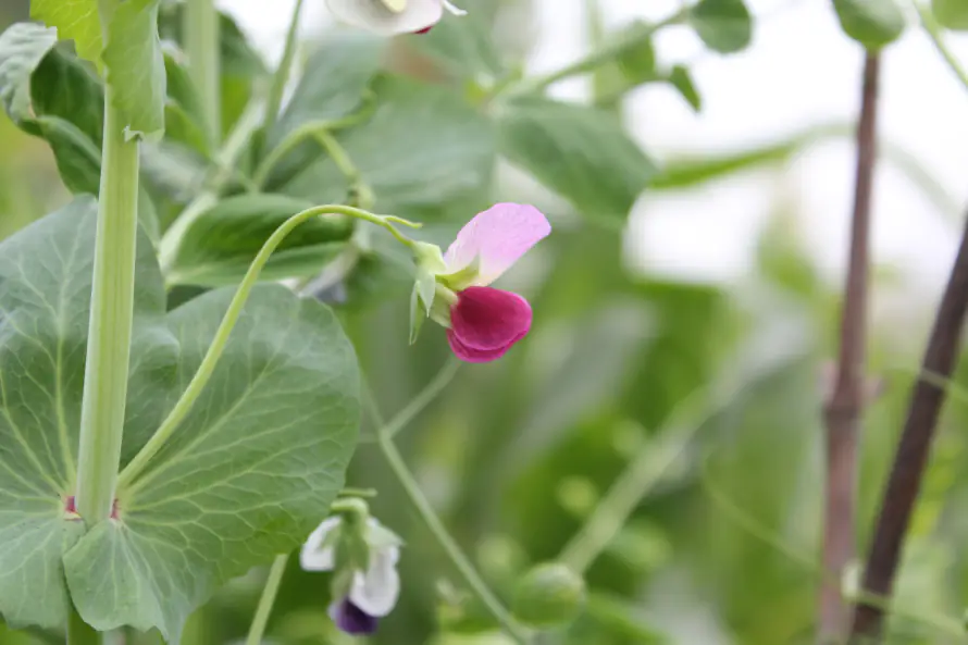 5k植物壁纸-绿色 - 桌面-免费下载「哲风壁纸」