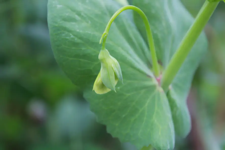 3k植物壁纸-绿色 - 桌面-免费下载「哲风壁纸」
