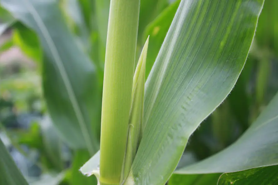 3k植物壁纸-绿色 - 桌面-免费下载「哲风壁纸」