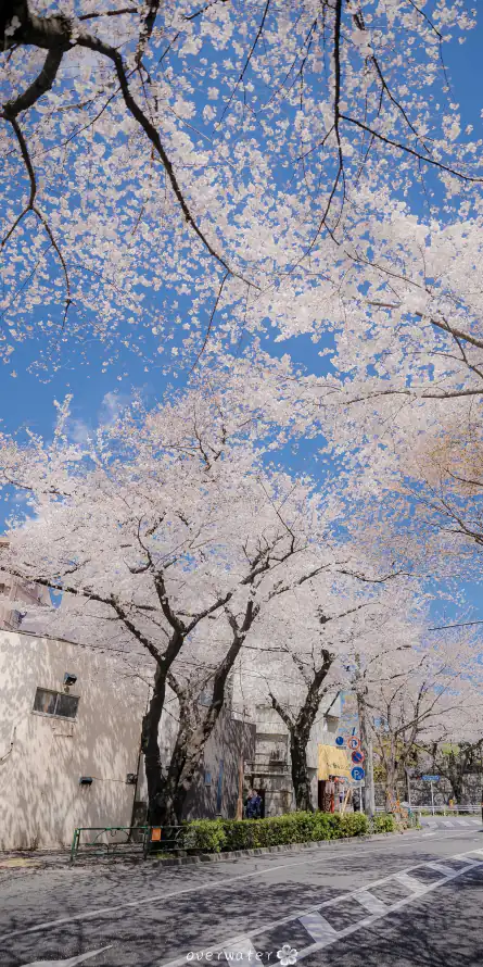 4k竖屏壁纸 - 风景 - 手机壁纸 - wallpaper「哲风壁纸」