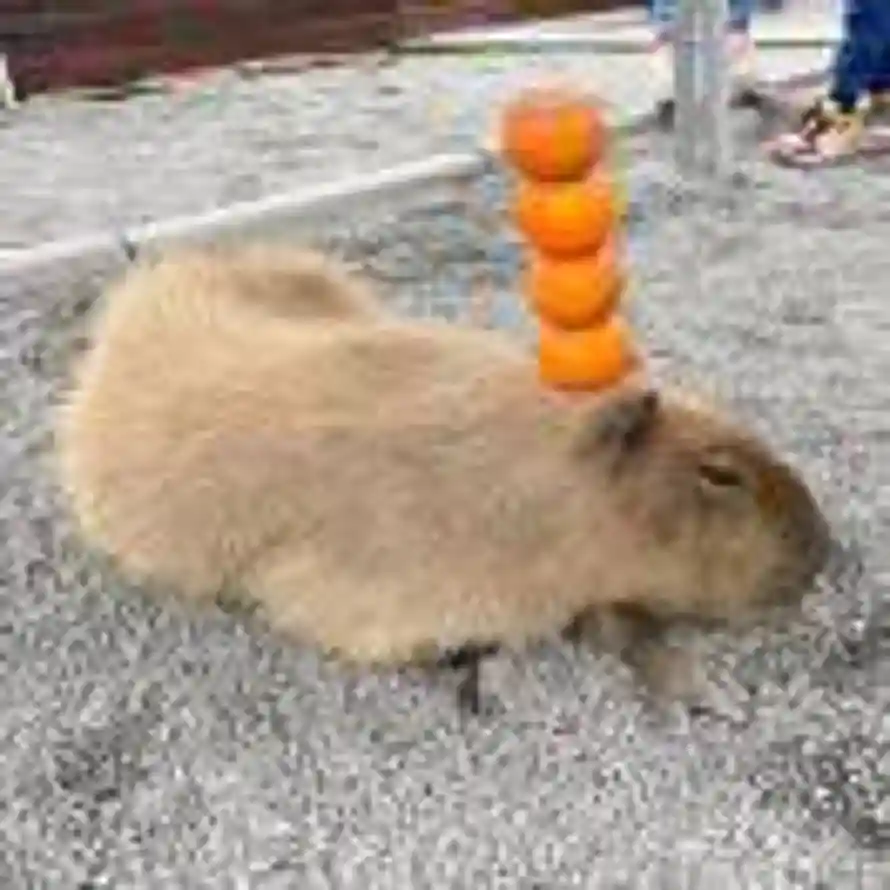 ℳαгveʟ的头像