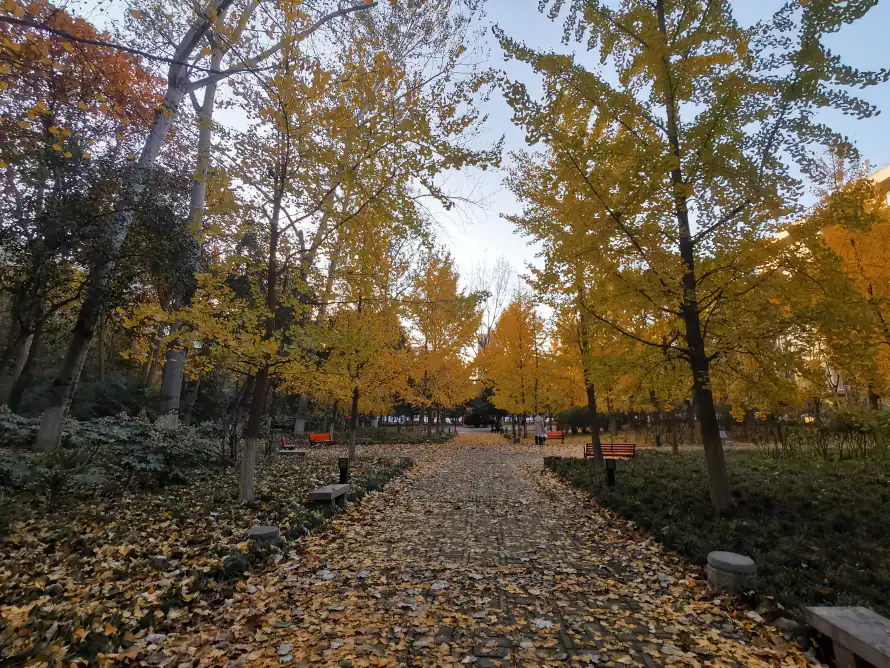5k风景壁纸-秋 - 桌面-免费下载「哲风壁纸」