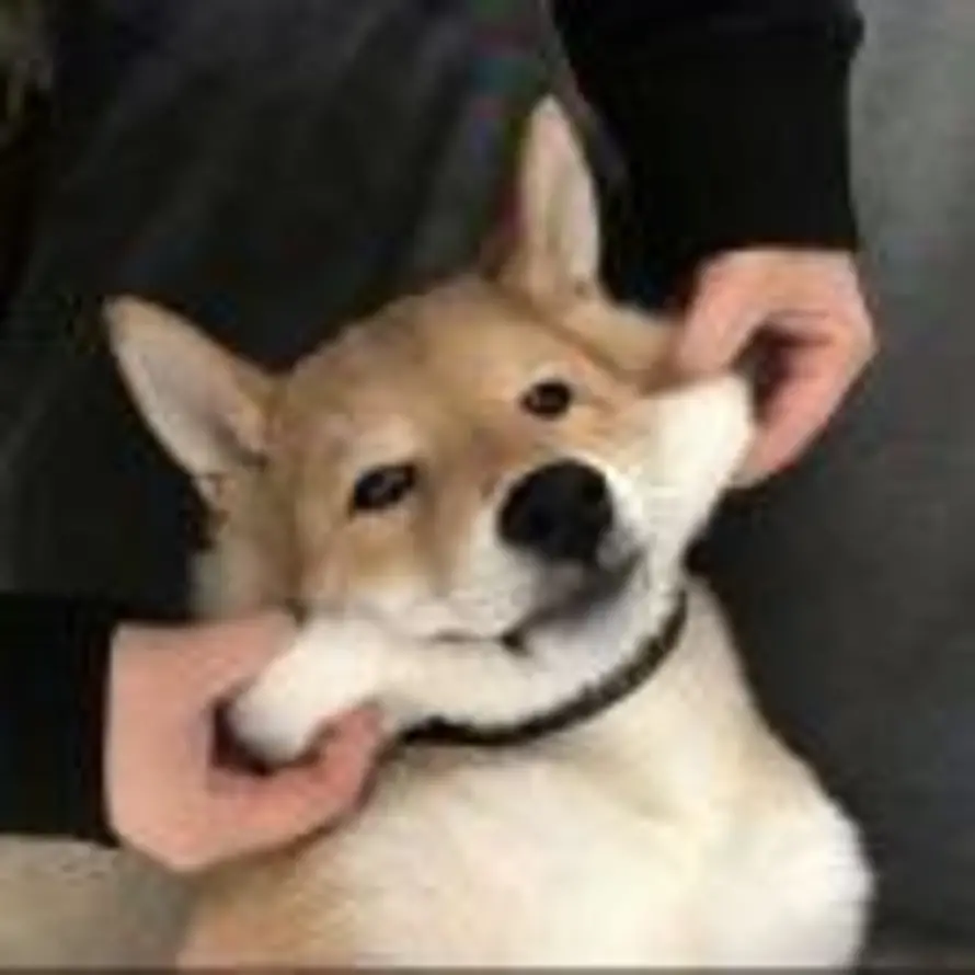 久拾的头像