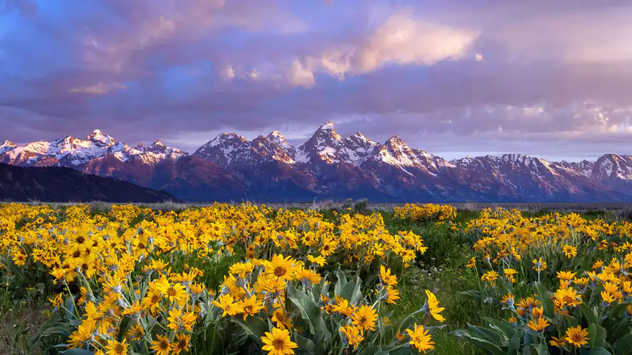 4k4K壁纸-护眼 - 治愈-向日葵「哲风壁纸」