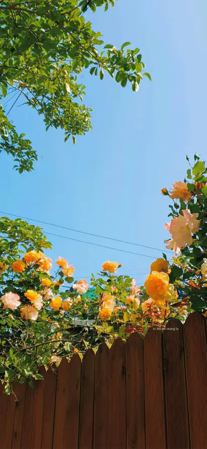 4k静物壁纸 - 小清新 - 手机壁纸 - wallpaper「哲风壁纸」 4k静物壁纸 - 小清新 - 手机壁纸 - wallpaper「哲风壁纸」