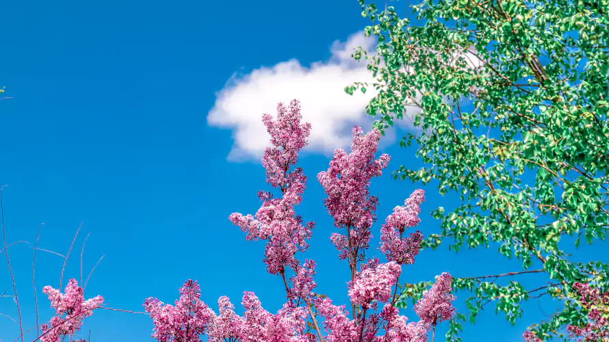 4k天空壁纸 - 花 - 春天 - wallpaper「哲风壁纸」