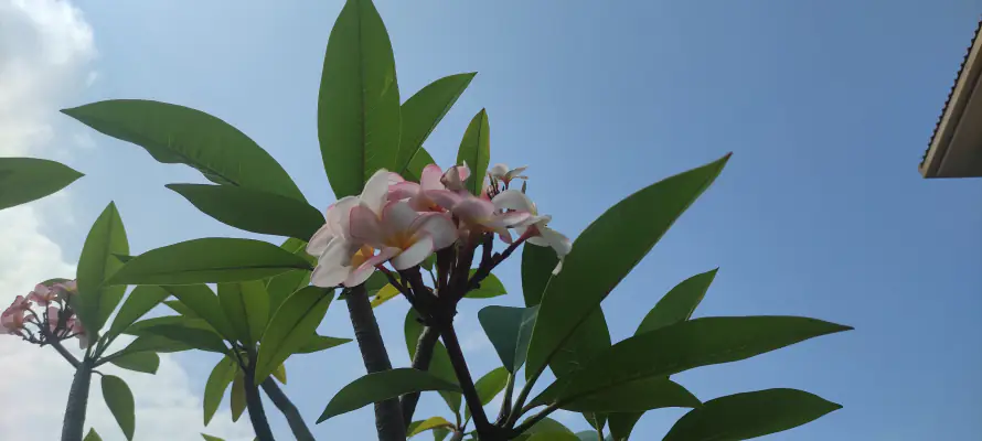 5k蓝天壁纸-花 - 桌面-免费下载「哲风壁纸」
