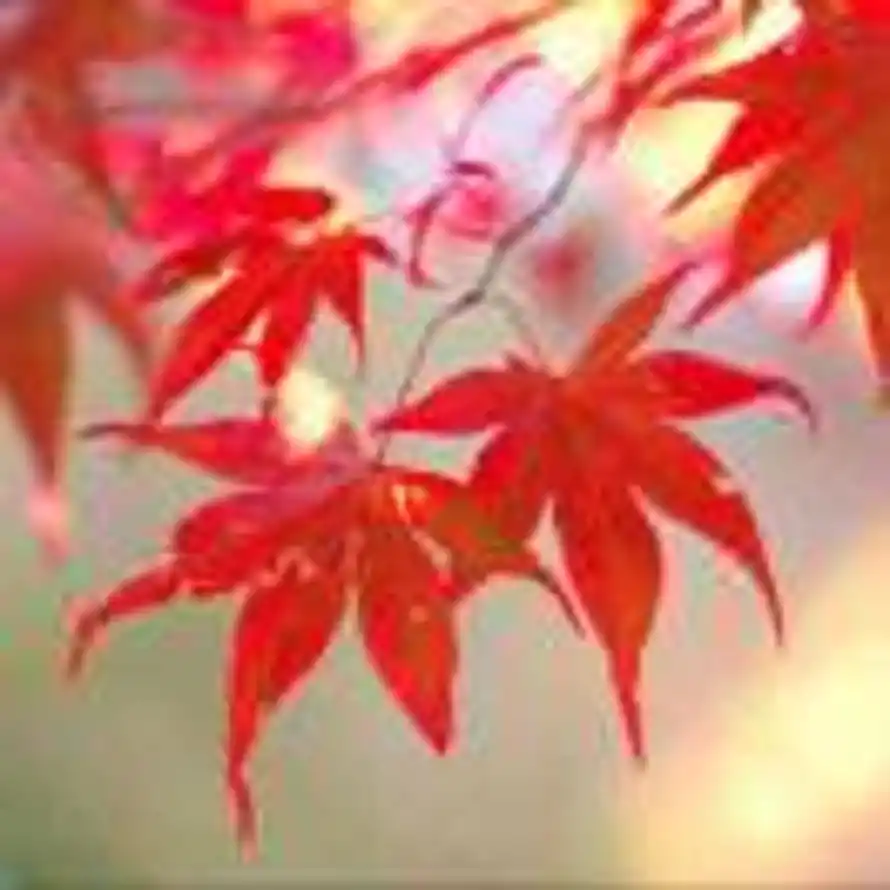 肖可训的头像