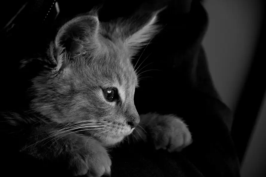 6k可爱壁纸-猫 - 桌面-免费下载「哲风壁纸」