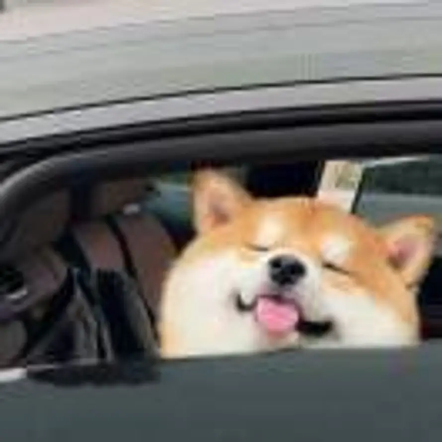 🇱的头像