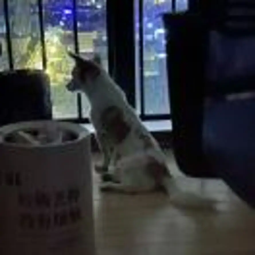 用户Du的头像