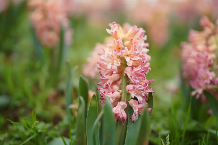 6k植物壁纸-花 - 风信子-粉色花朵「哲风壁纸」