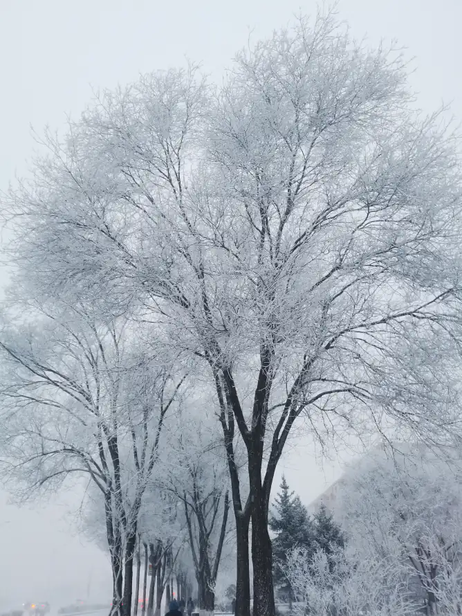 4k冬季壁纸 - 雪 - 雪景 - 雾凇「哲风壁纸」
