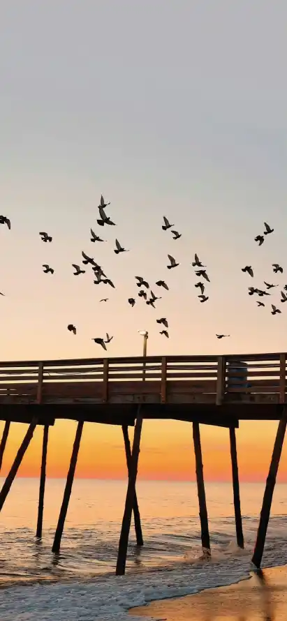 4k夕阳壁纸 - 栈桥 - 海边 - 飞鸟「哲风壁纸」