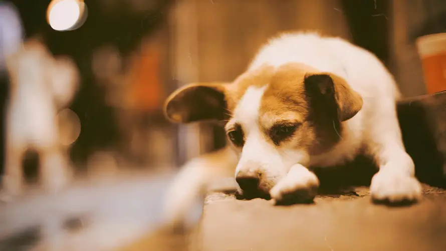 4k可爱壁纸-犬 - 狗狗-萌宠「哲风壁纸」