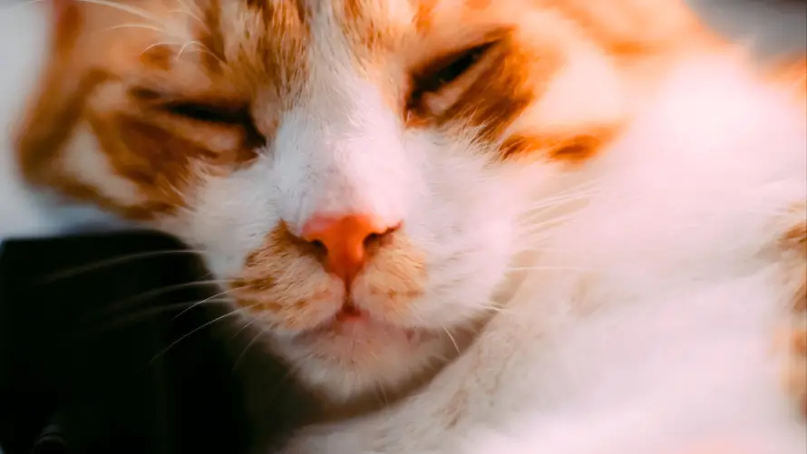 4k猫咪壁纸-猫猫 - 萌猫-可爱猫「哲风壁纸」