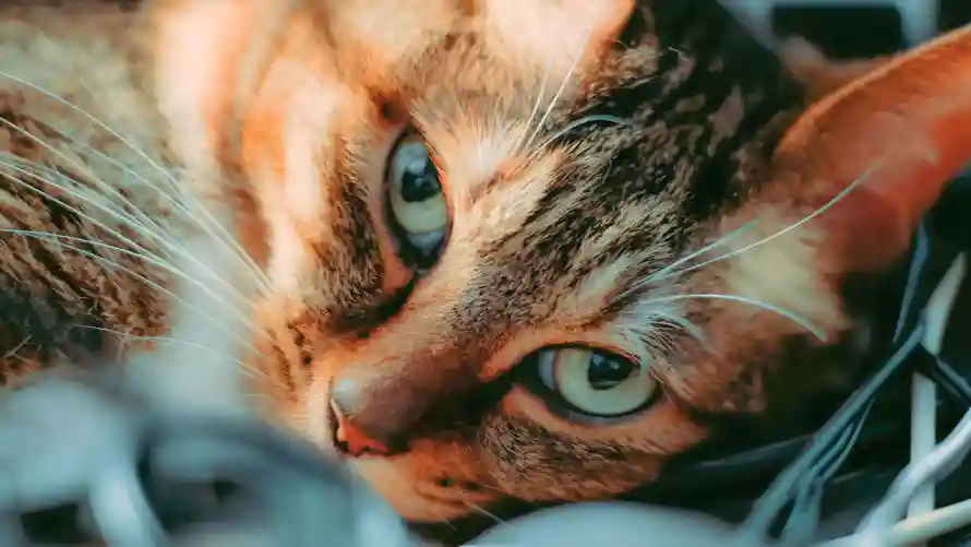 4k宠物壁纸-猫咪 - 猫猫-萌猫「哲风壁纸」